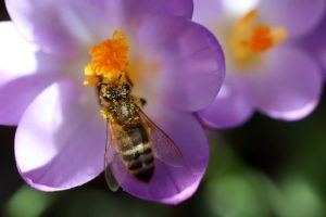 bee, crocus, pollen-7035382.jpg